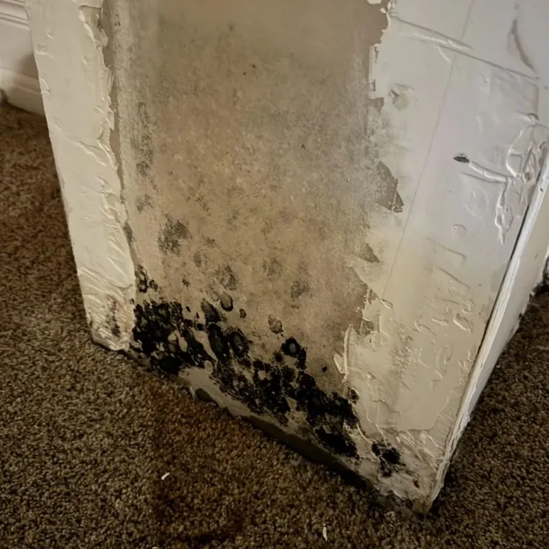 Professional Mold Removal in Wright City, MO